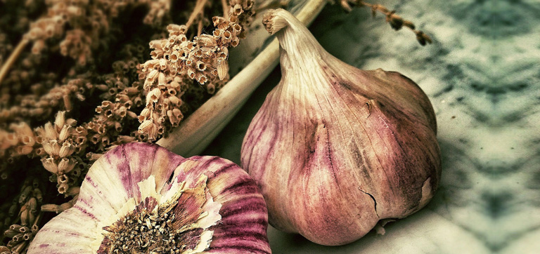 Aged Garlic Extract Modifies Human Immunity